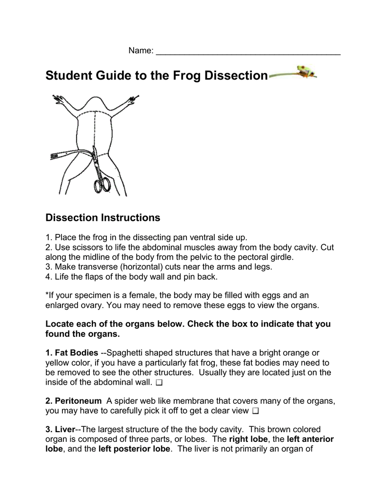 Frog Dissection Worksheet Answer Key E