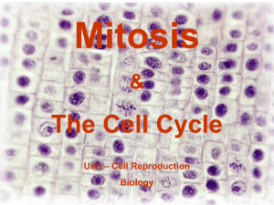 Mitosis The Cell Cycle