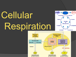 Biology 5.3 Cellular Respiration