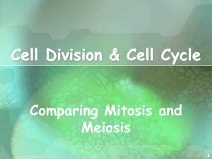 Cell Cycle & Cell Division