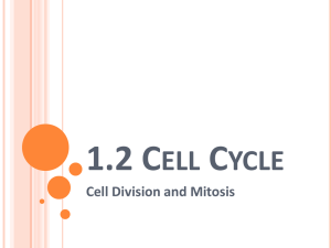 1.2 Cell Cycle Mitosis PPT