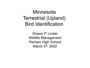 Minnesota Terrestrial (Upland) Bird Identification