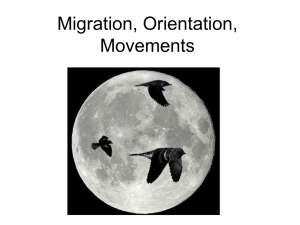 Migration, Orientation, Movements