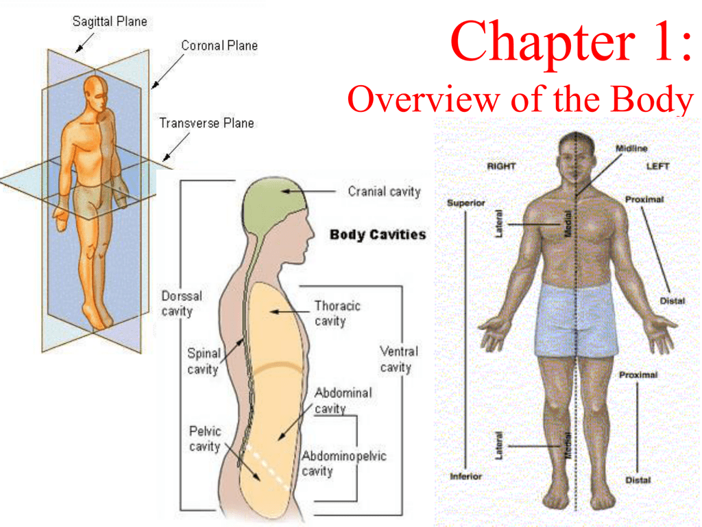 Anatomy And Physiology Body Regions - Anatomical Charts & Posters