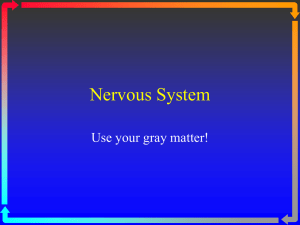Nervous System Brain