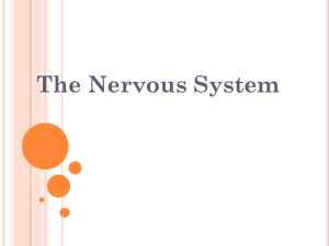 Nervous System - Winston Knoll Collegiate