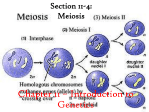 Chapter 11 * Introduction to Genetics