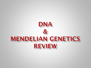 Class Powerpoint Review of DNA, Mendelian Genetics