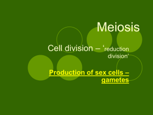Meiosis - Alvin ISD