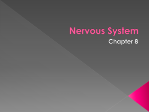 CH 8 Nervous System