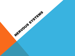 Nervous systems