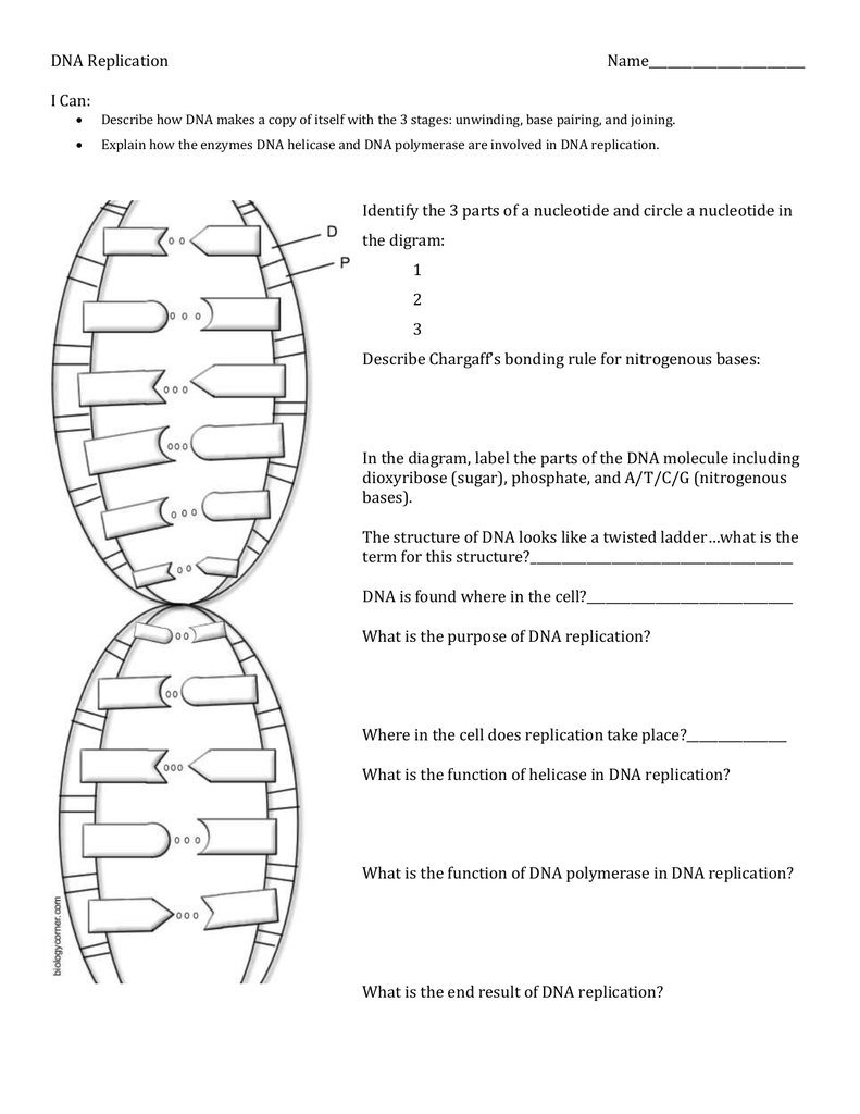 DNA Replication Practice Throughout Dna Replication Review Worksheet