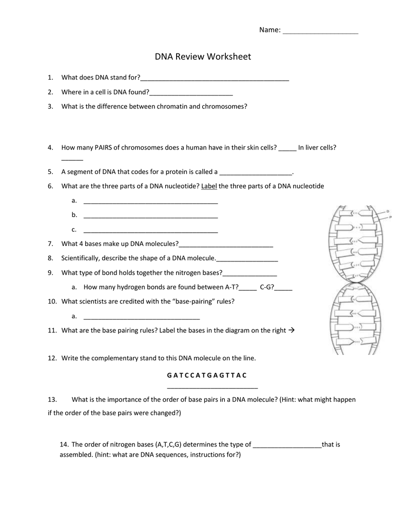 25 DNA Review In Dna Base Pairing Worksheet Answers