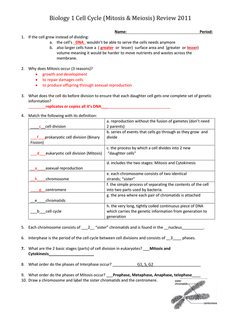Cell Division Test Review KEY 20 Within Meiosis Matching Worksheet Answer Key