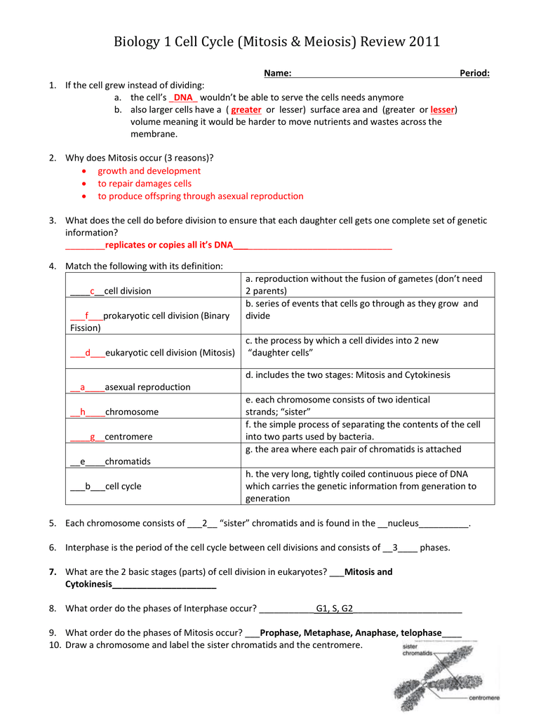 Cell Division Test Review Key 2011