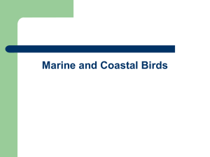 Marine and Coastal Birds External Anatomy of a Bird