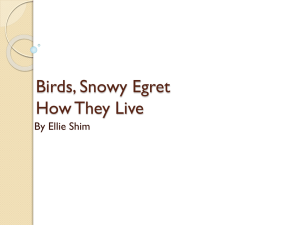 Birds, the Ivory Billed Woodpecker How They Live