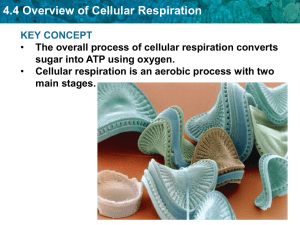 4.4 Overview of Cellular Respiration