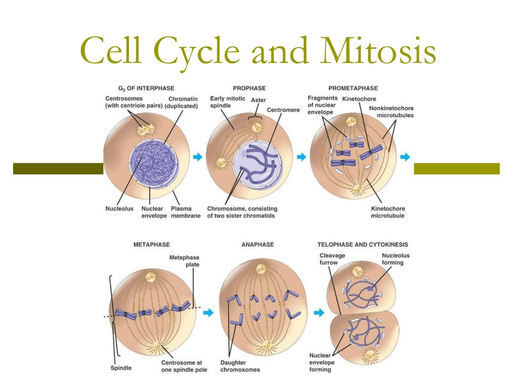 Each cell. Mitosis of the Cell Cycle. Cell and mitotic Cycles. Mitosis Interphase. Cell Cycle phases.