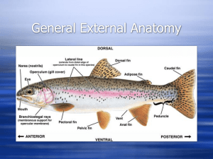 A. External – fins, scales, barbels, color