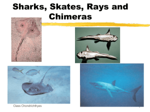 Sharks, Skates, Rays and Chimeras
