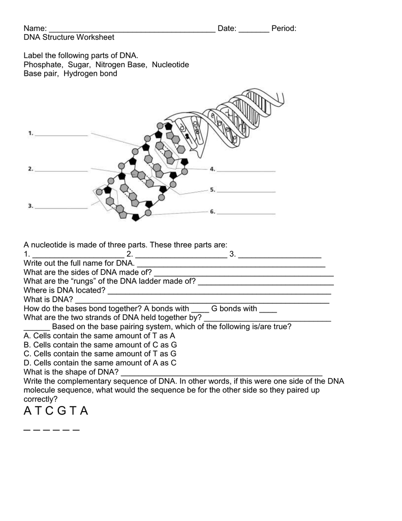 DNA structure worksheet Pertaining To Dna Base Pairing Worksheet Answers