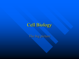 The Big Picture of Cells