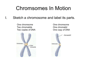 Chromsomes In Motion Slide Show Version