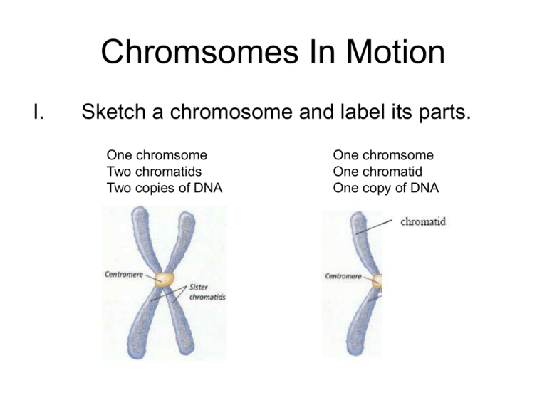 what are two parts of a chromosome