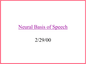 Neural Basis of Speech