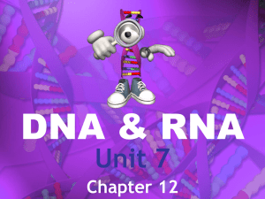 DNA & RNA Notes