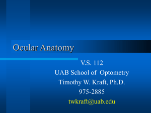 Ocular Anatomy - UAB School of Optometry