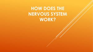 How does the nervous system work?
