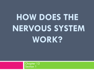 How the NERVOUS SYSTEM works?