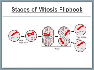 mitosis flip book on slides
