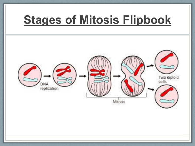 stages-of-mitosis-flipbook