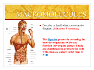 Biomolecules ppt MORE review