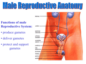 Functions of male Reproductive System