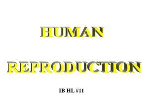 HL #11( A ) Human reproduction