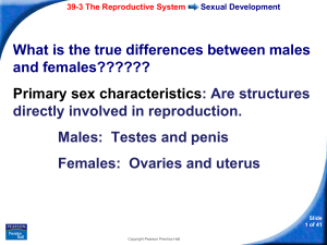 Male Reproduction