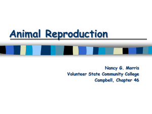 Chapter 46: Animal Reproduction