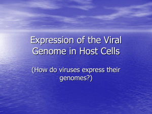 Expression of the Viral Genome in Prokaryotic Hosts