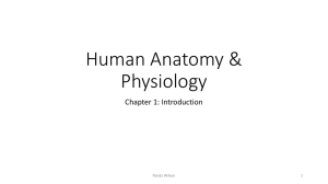 Human Anatomy & Physiology