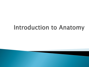 Introduction to Anatomy