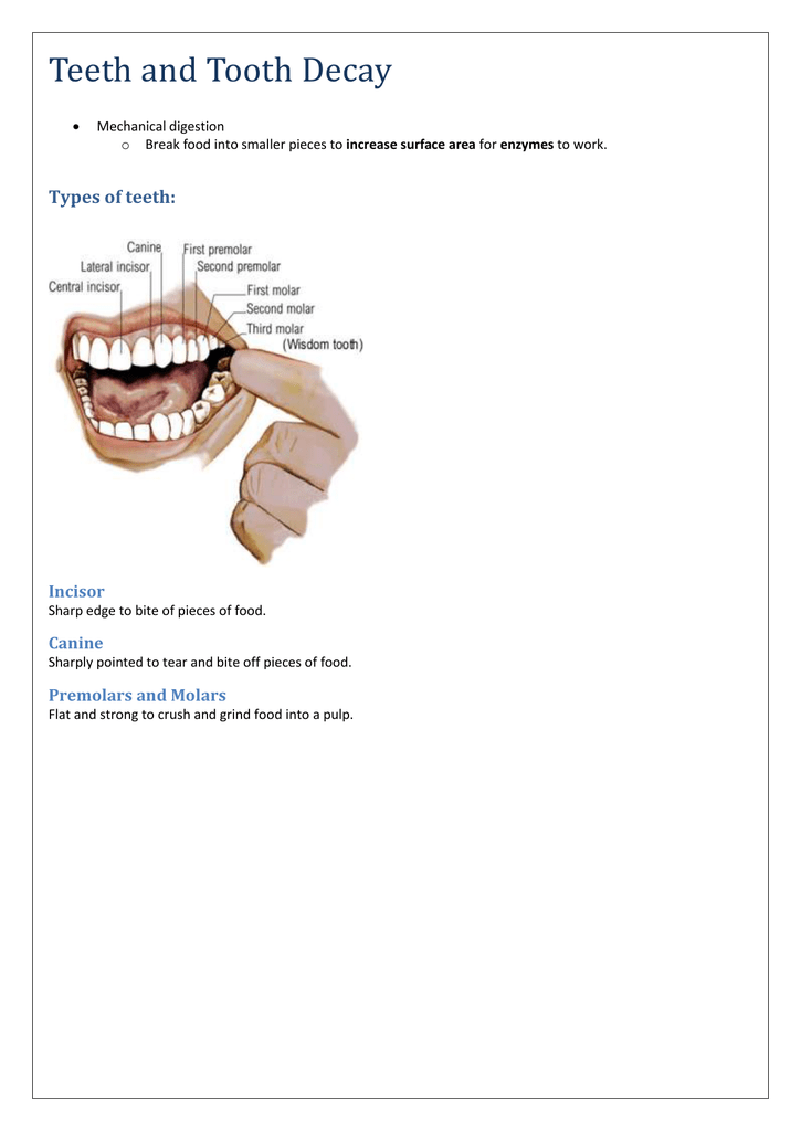 Structure Of A Tooth