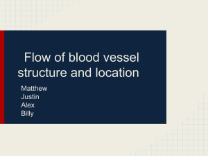 Flow of blood vessel structure and location