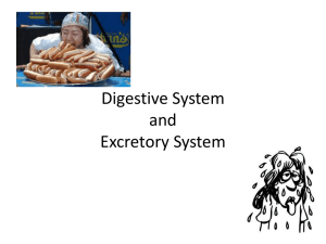 Digestive System and Excretory System