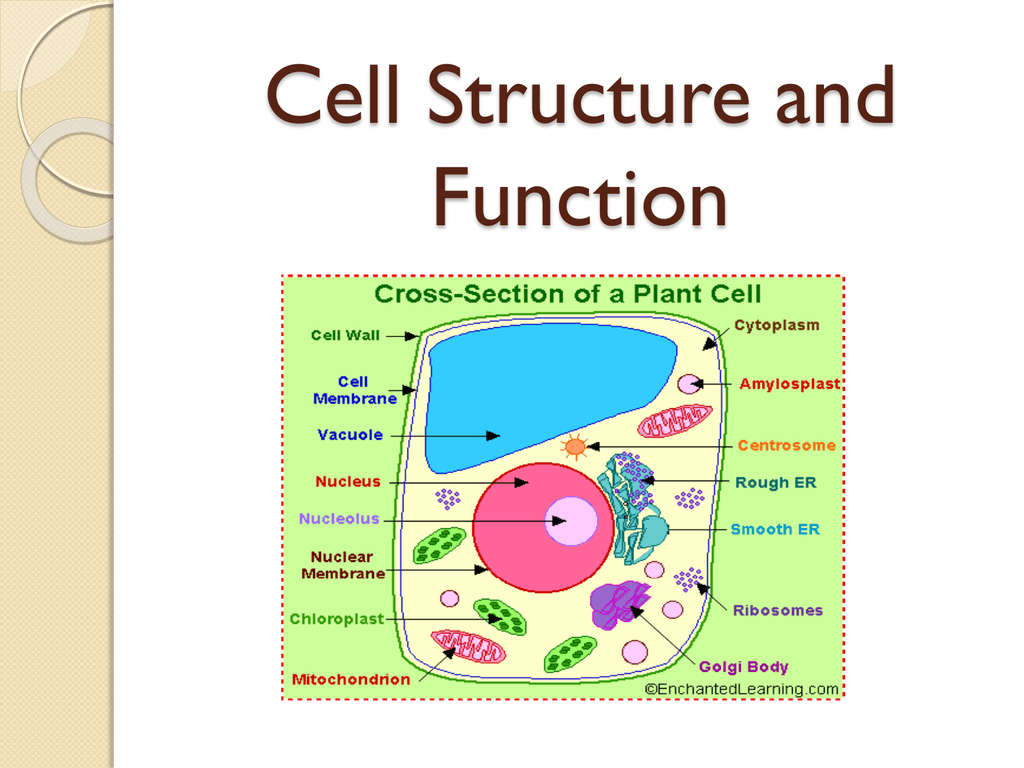 cell structure download
