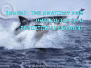 sharks: the anatomy and physiology of a predatorial machine