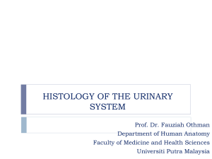 Histology of urinary system 2010